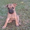 WANNIE , chiot femelle Berger Créole