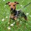 MISS JESSY, treue Begleiterin mit Charme