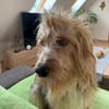 Barlo ❤ muss leider umziehen