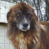 Herzensguter Hundemann JOVAN