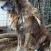 Herzensguter Hundemann JOVAN