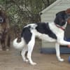 Herzensguter Hundemann JOVAN