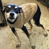 Pinscher-Mix COOKIE sucht ein Zuhause