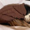 Pinscher-Mix COOKIE sucht ein Zuhause