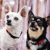 FÜRI und DOBBY-CHI, ein tolles Team