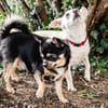 FÜRI und DOBBY-CHI, ein tolles Team