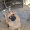 Zauberhafte Chihuahua Mix namens Freya