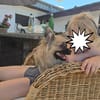 Zauberhafte Chihuahua Mix namens Freya