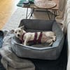 die liebe Gloria sucht ihr Zuhause
