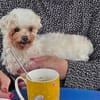 Idefix - wartet in 32602 Vlotho