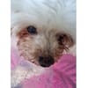 Idefix - wartet in 32602 Vlotho