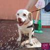 Duke sucht sein Für-immer-Zuhause