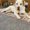 Duke sucht sein Für-immer-Zuhause