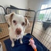 Duke sucht sein Für-immer-Zuhause
