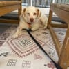 Duke sucht sein Für-immer-Zuhause