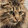 Katze Greta sucht Dich zum kuscheln