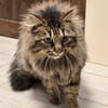 Katze Greta sucht Dich zum kuscheln