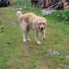 Jazz - kinderlieber Familienhund