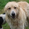 Jazz - kinderlieber Familienhund