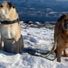 Buiscuit sucht seinen Heimathafen