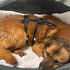 Buiscuit sucht seinen Heimathafen