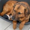 Buiscuit sucht seinen Heimathafen