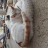 Kater Lukas entdeckt die Welt!