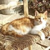 Kleiner Miraculix sucht ein Zuhause!