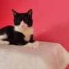 Koda Verspielter Kater sucht Familie