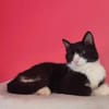 Koda Verspielter Kater sucht Familie
