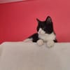Koda Verspielter Kater sucht Familie