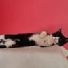 Koda Verspielter Kater sucht Familie
