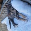 Zarte Lola sucht Zuhause