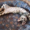 Verspielter Stevie sucht Zuhause