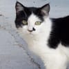 Entspannte Viona sucht ruhiges Zuhause