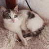 Sonnenschein Mina sucht Zuhause