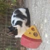 Kleine Two Spot sucht Zuhause!