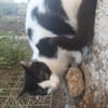 Kleine Two Spot sucht Zuhause!