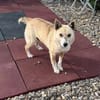 Tonka - unkomplizierter kleiner Rüde