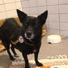 unsichere OTTILIE sucht ihre Menschen