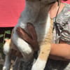 Cajou, suche Plätzchen für immer