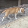 Cajou, suche Plätzchen für immer