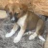 Cosmo, kleiner Hundemann auf der Suche
