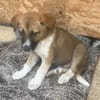 Cosmo, kleiner Hundemann auf der Suche