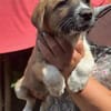 Cosmo, kleiner Hundemann auf der Suche