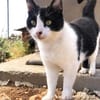 Tabby sucht liebevolle Familie