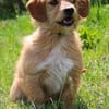 Rocco der Gute-Laune-Hund