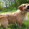 Rocco der Gute-Laune-Hund