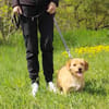 Rocco der Gute-Laune-Hund