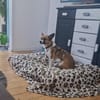 Schüchterne Seele sucht Halt